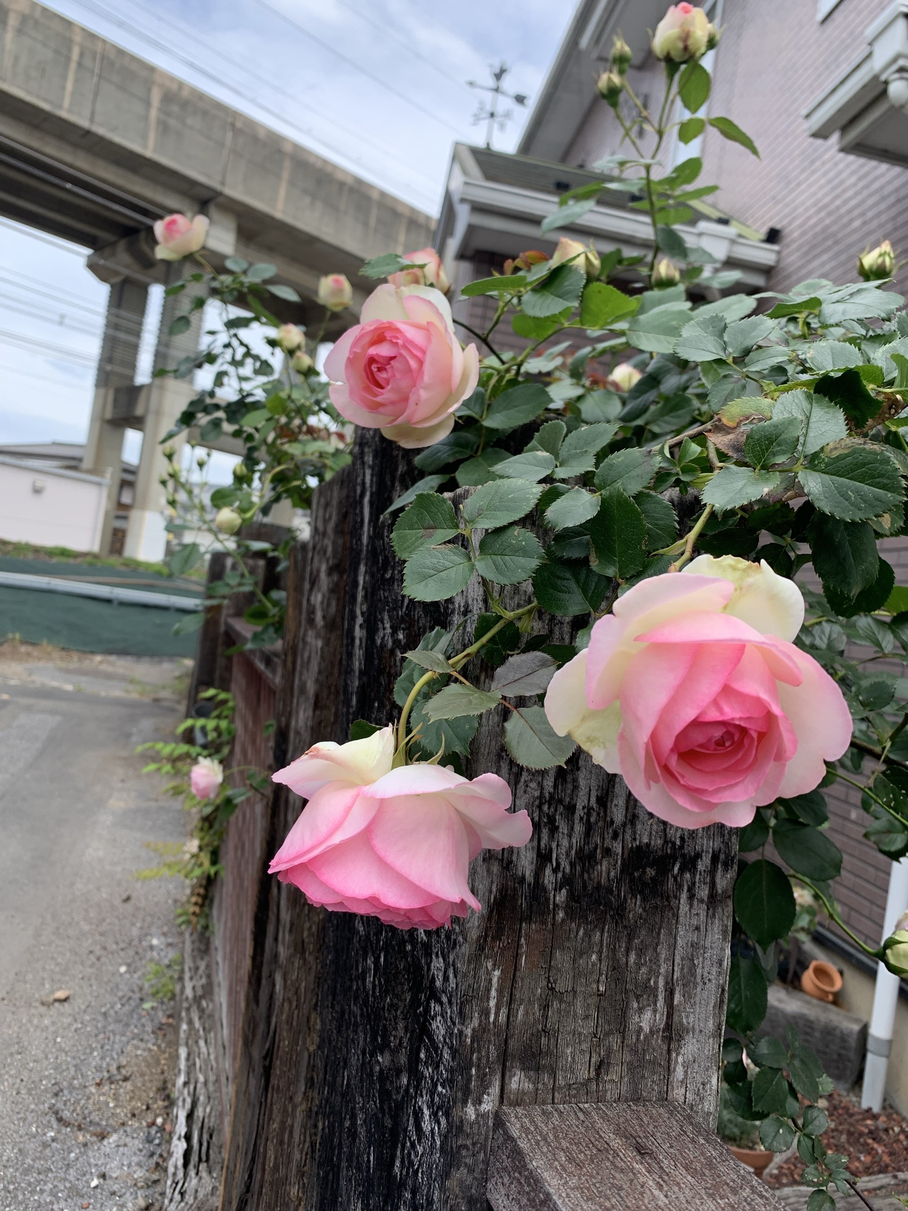 ご予約・ご来店